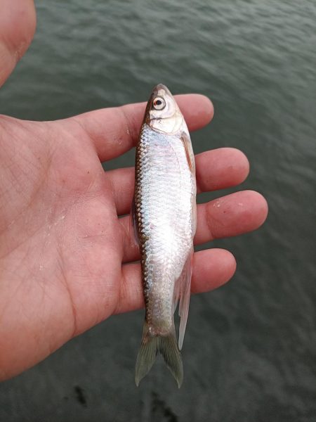 2023/05/28 大阪市内河川 稚鮎釣り