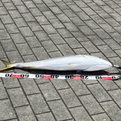 コスモ　ルアーでブリ８１㎝！！