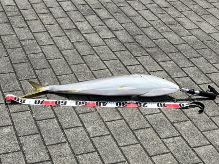 コスモ　ルアーでブリ８１㎝！！