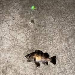 メバルの煮付けが食べたくて！