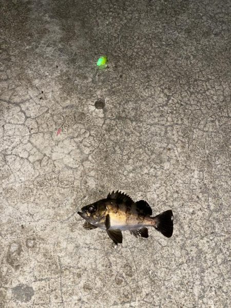 メバルの煮付けが食べたくて！