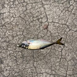 今日もメバリング