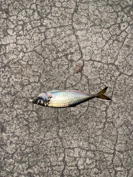 今日もメバリング