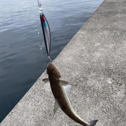 はじめてのブリ きみとブリ