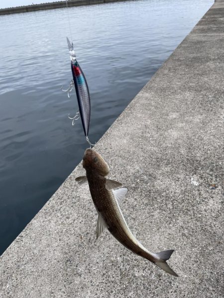 はじめてのブリ きみとブリ