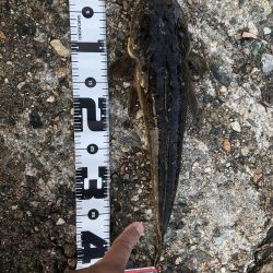 久々に魚釣れました🎵