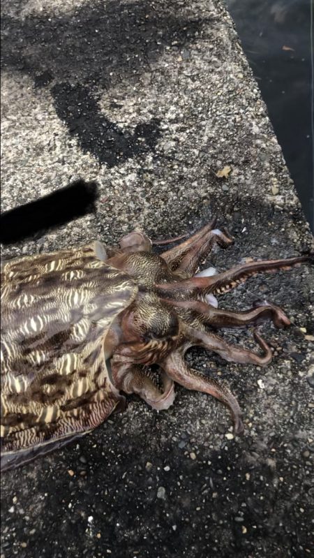 G7よりシャクリ隊