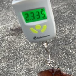 やっと来ました!