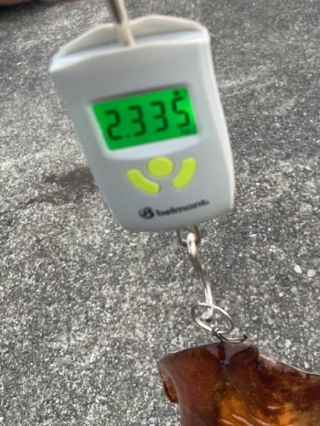 やっと来ました!