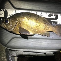 エンドレスで釣れる日