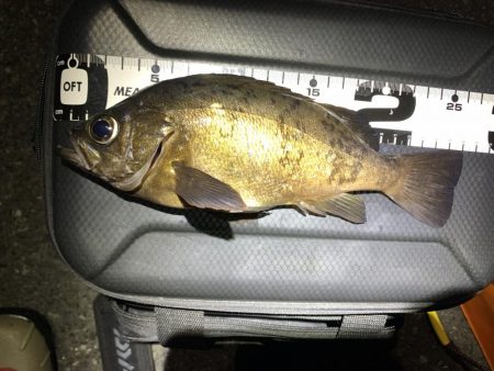 エンドレスで釣れる日