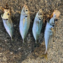 アジング釣行