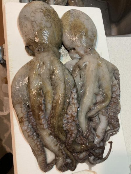 今シーズン初船タコ