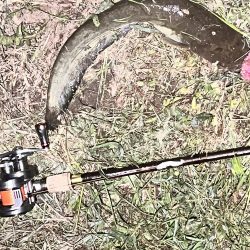 ナマズ釣り！！