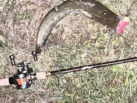 ナマズ釣り！！