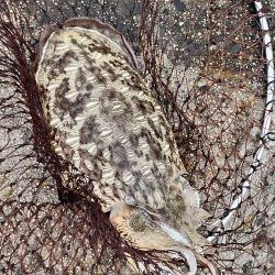 私的には爆釣?でした!!