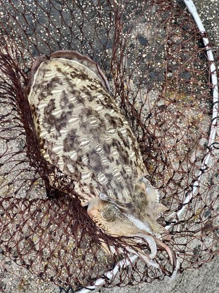 私的には爆釣?でした!!