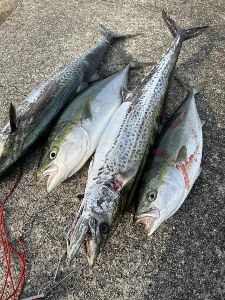 今年初のサワラ