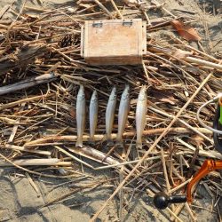 キス釣り　時合は短時間