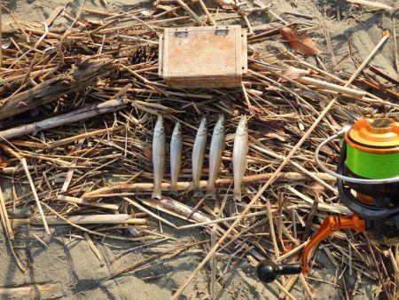 キス釣り　時合は短時間