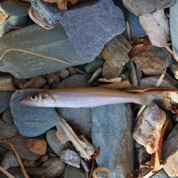 キス釣り 強風に苦戦