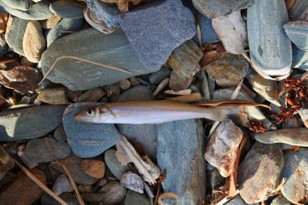 キス釣り 強風に苦戦