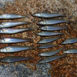 キス釣り　まだ小型ばかり