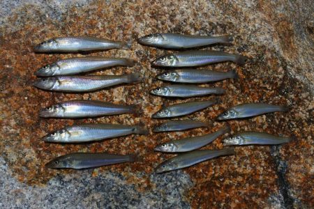 キス釣り　まだ小型ばかり