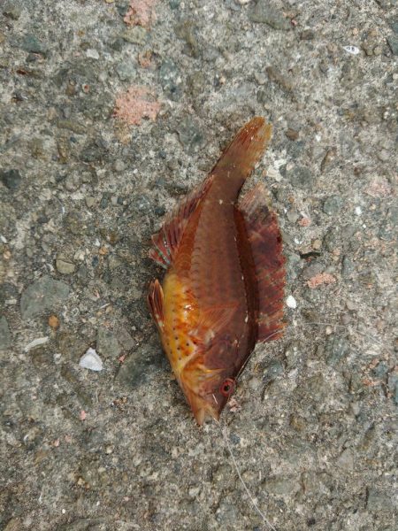 アジングロッドで抜き上げました