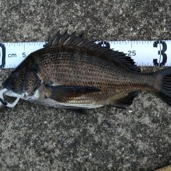 久々にチヌに遊んでもらいました