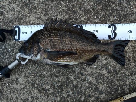 久々にチヌに遊んでもらいました