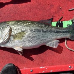 プリスポーンダイナマイト！