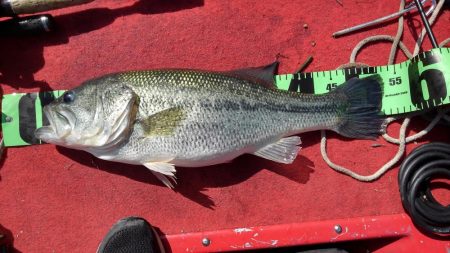 プリスポーンダイナマイト！