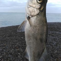 煙樹ヶ浜、ショアジギ