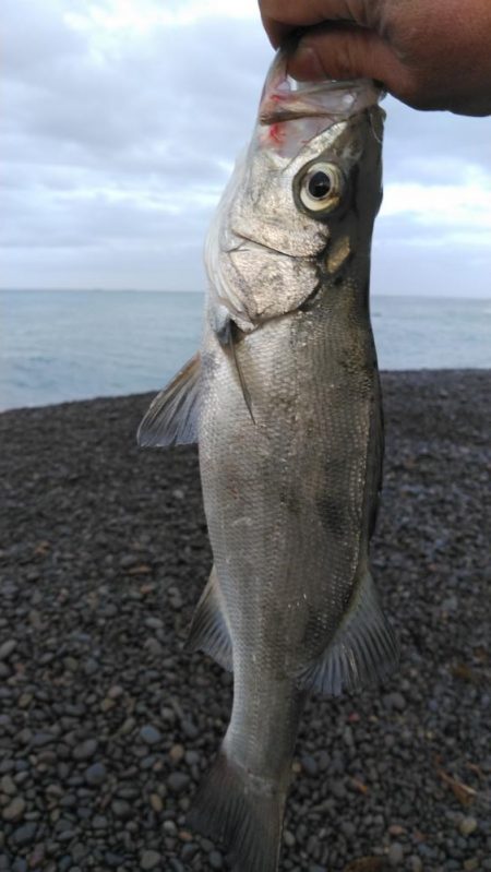 煙樹ヶ浜、ショアジギ
