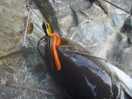 5月の鯰釣り