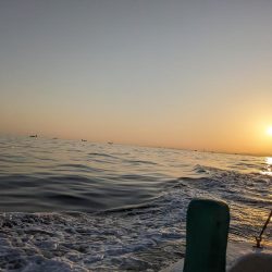 今日もクログチ(泉州丸)