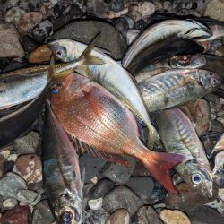 サーフアジング