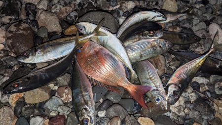 サーフアジング