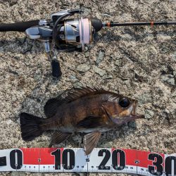 日中メバリング