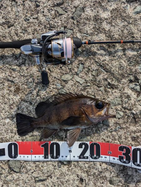 日中メバリング