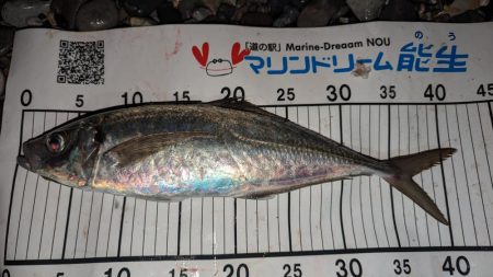 ホタルイカパターンでギガアジ確保