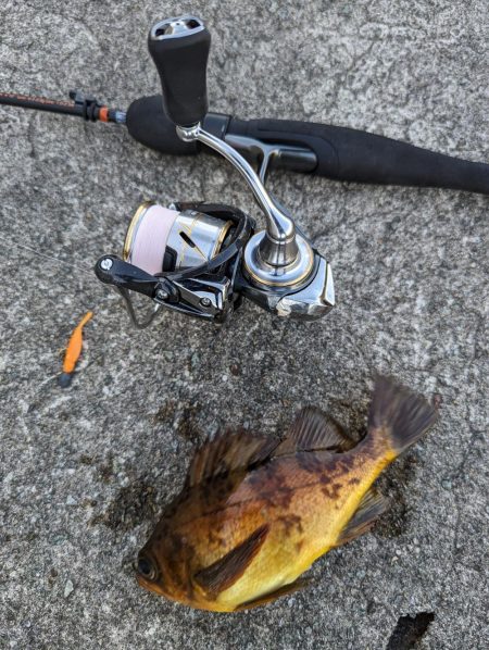 日中メバリング