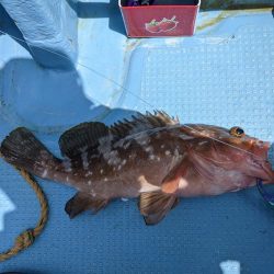 ヒラメリベンジ（サウス）