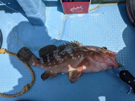 ヒラメリベンジ（サウス）