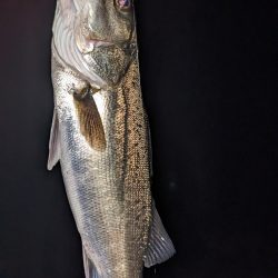 フロートゲームでシーバス