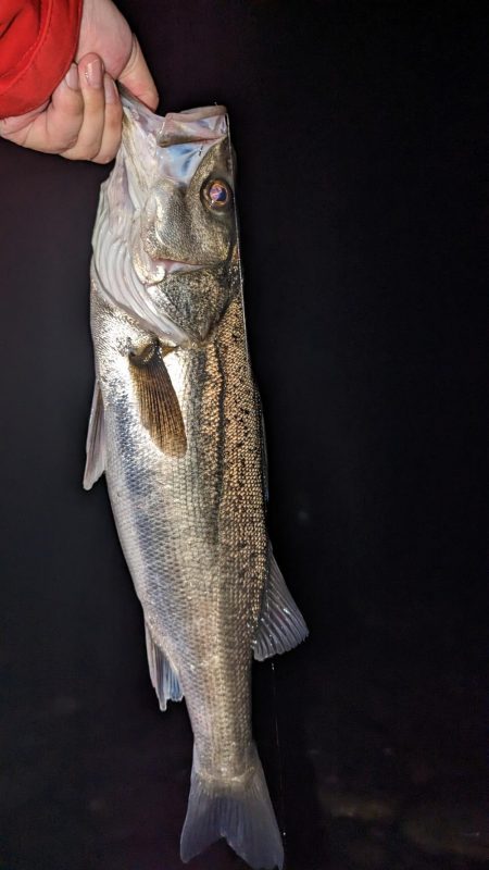 フロートゲームでシーバス