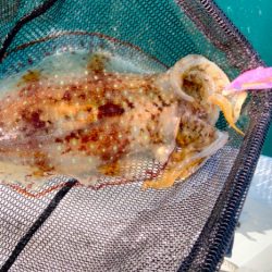 ちょっと早めのボートエギング