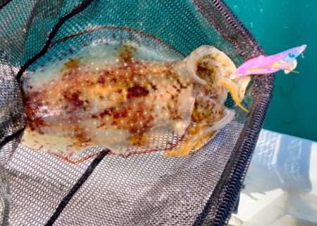 ちょっと早めのボートエギング