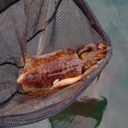 2週間振りボートエギング釣行